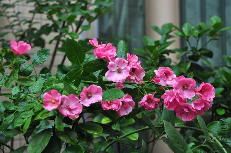 DSC_5379.JPG