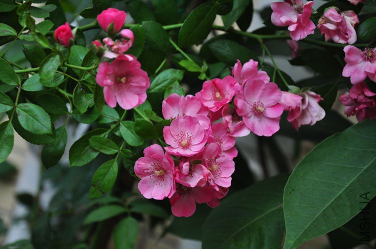 DSC_5440.JPG