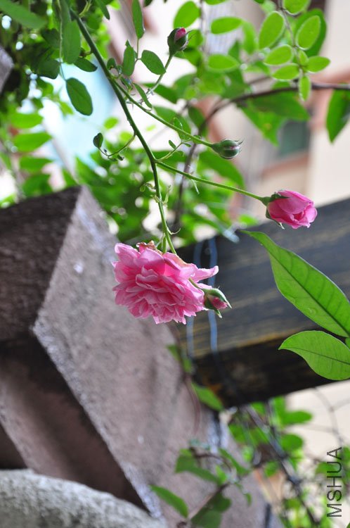 DSC_5383.JPG