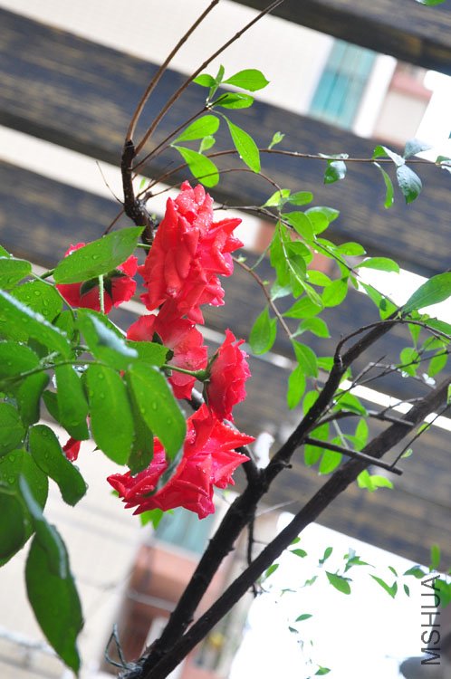 DSC_5384.JPG