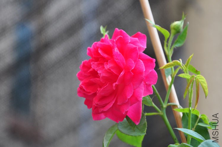 DSC_5387.JPG