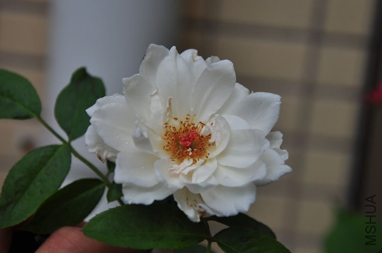 DSC_5430.JPG