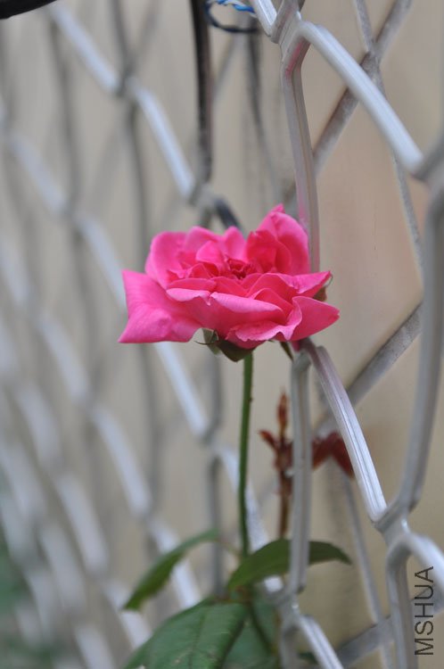 DSC_6334.JPG