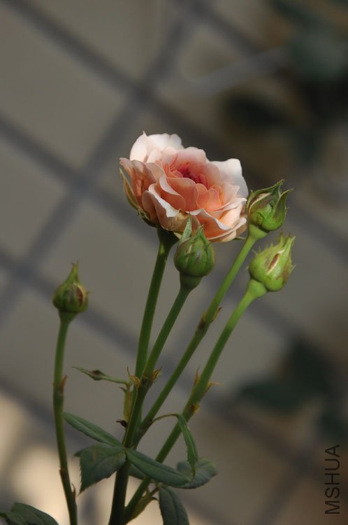 DSC_6344.JPG