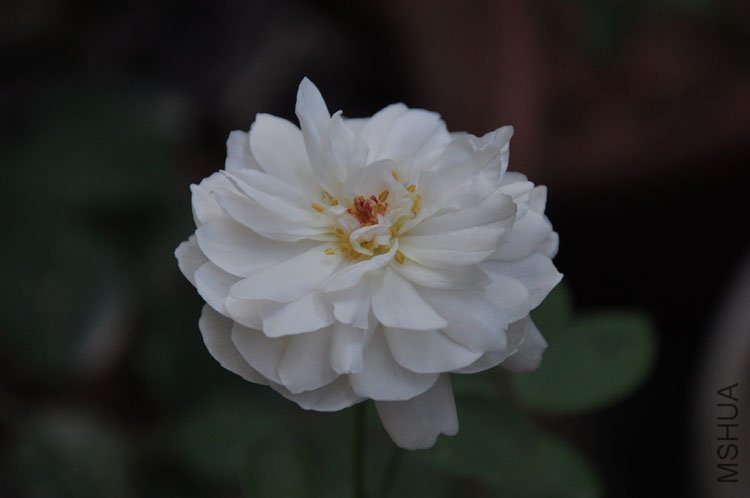 DSC_6419.JPG