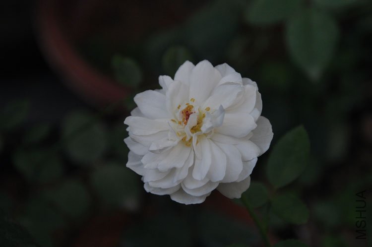 DSC_6420.JPG