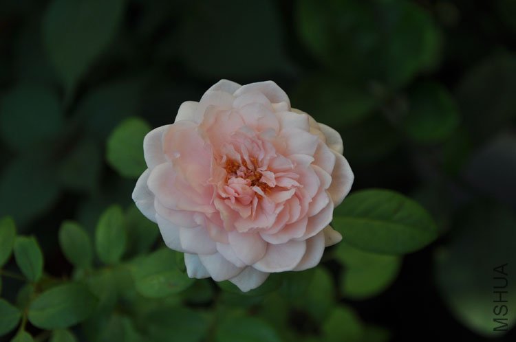 DSC_6422.JPG