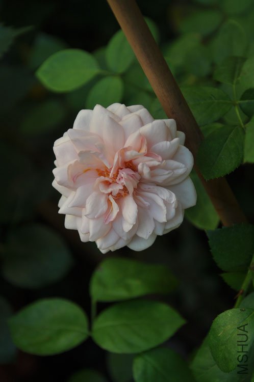 DSC_6423.JPG