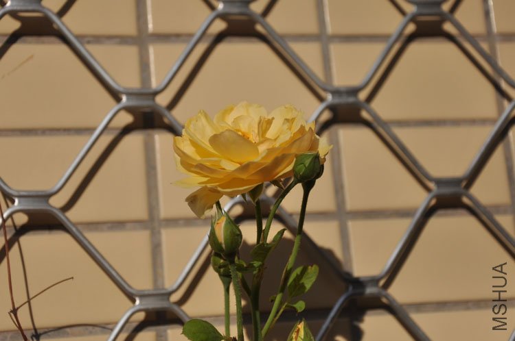 DSC_6427.JPG