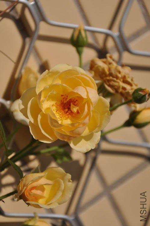 DSC_6453.JPG