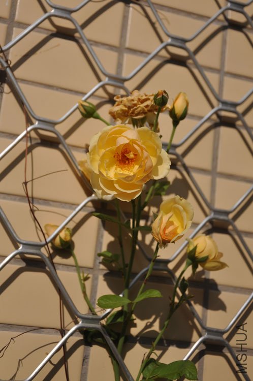DSC_6454.JPG