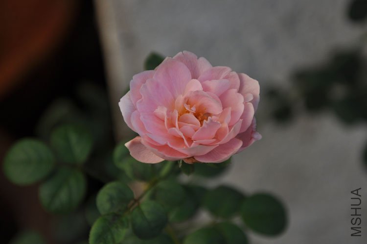 DSC_6430.JPG