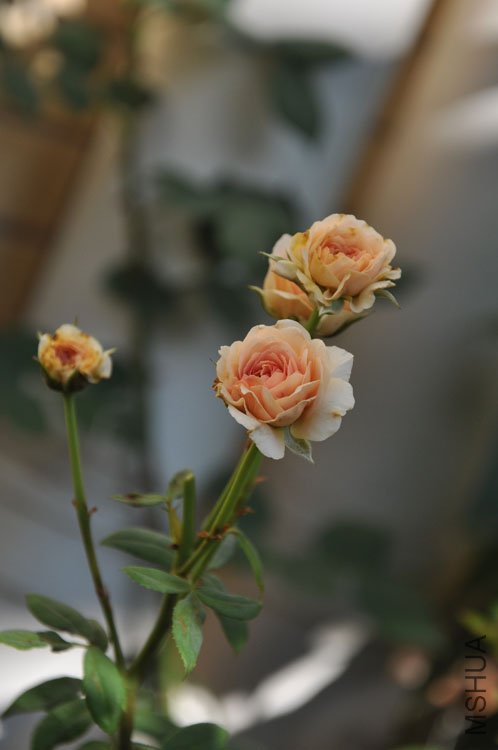 DSC_6440.JPG