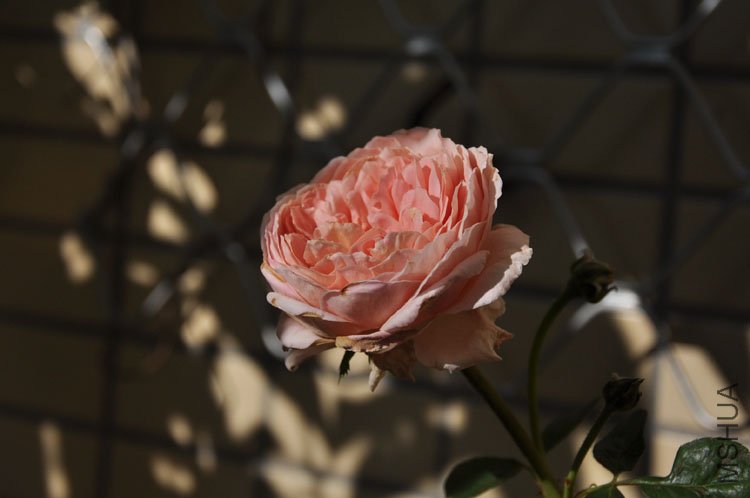 DSC_6441.JPG