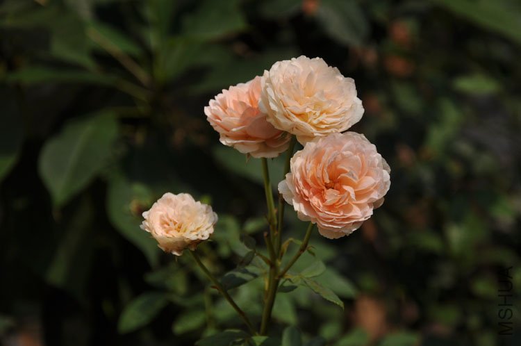 DSC_6477.JPG