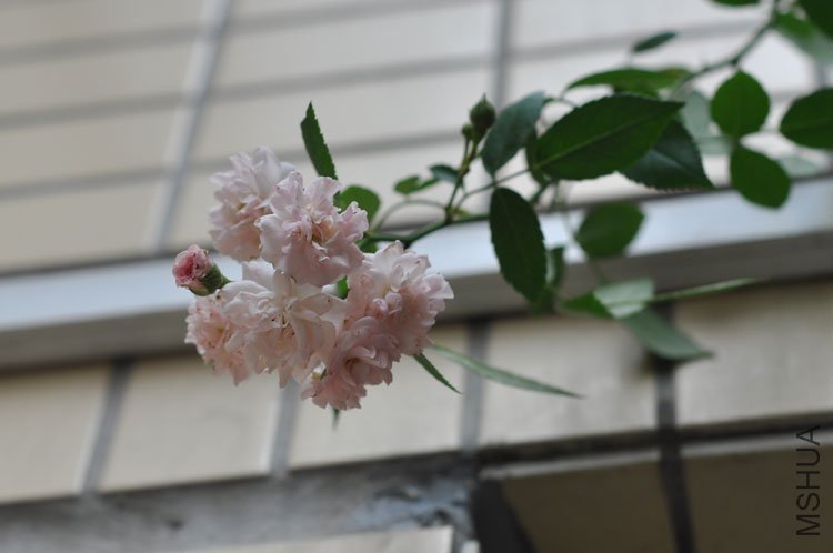 DSC_6832.JPG