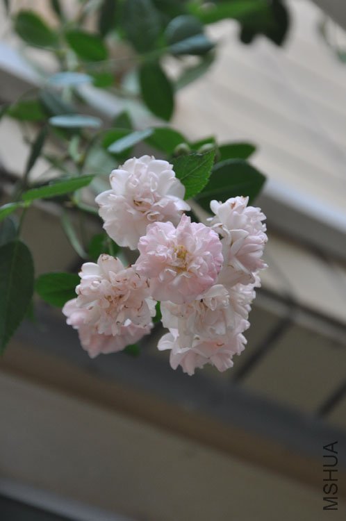 DSC_6843.JPG