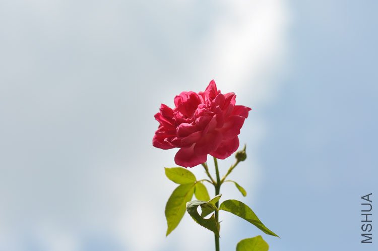 DSC_6919.JPG