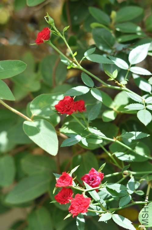 DSC_6926.JPG