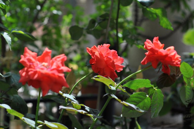DSC_6920.JPG