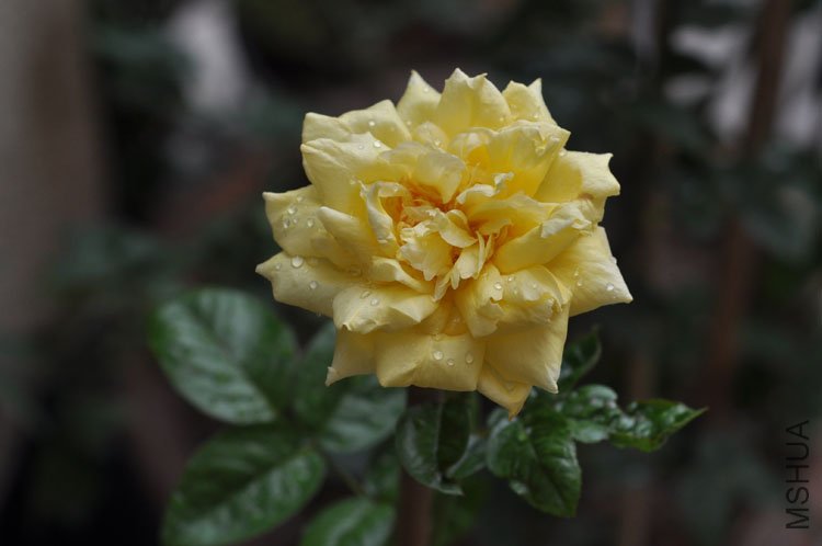 DSC_6971.JPG