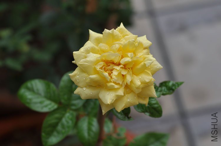 DSC_6974.JPG