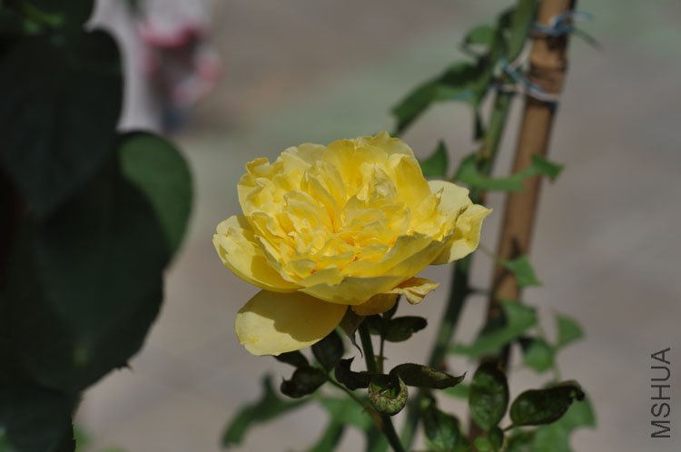 DSC_7162.JPG