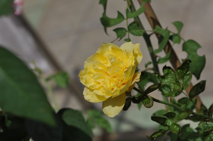 DSC_7167.JPG