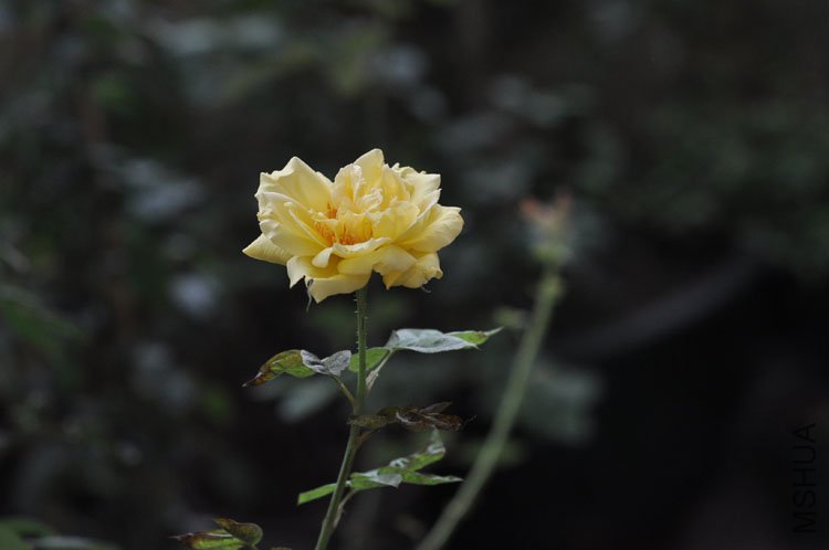 DSC_7202.JPG