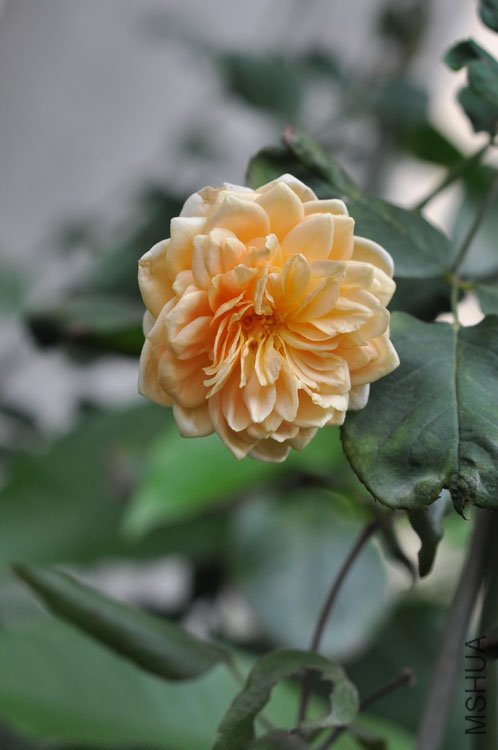 DSC_7199.JPG