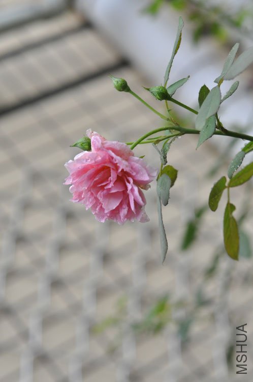DSC_6964.JPG