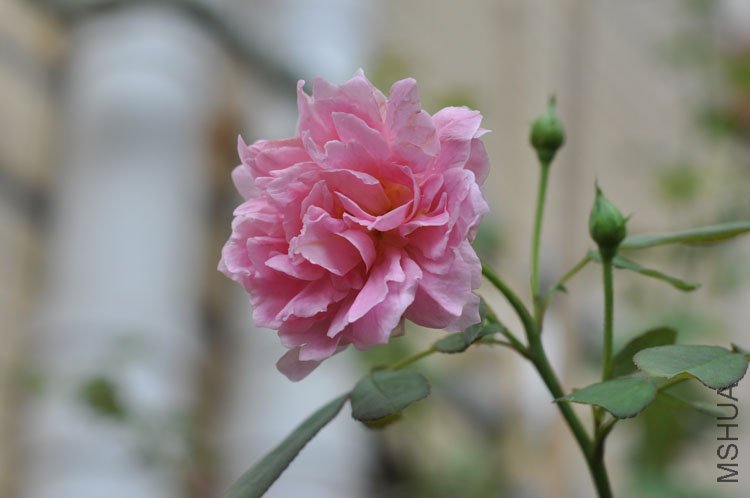 DSC_6972.JPG