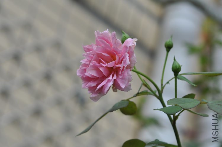 DSC_6973.JPG