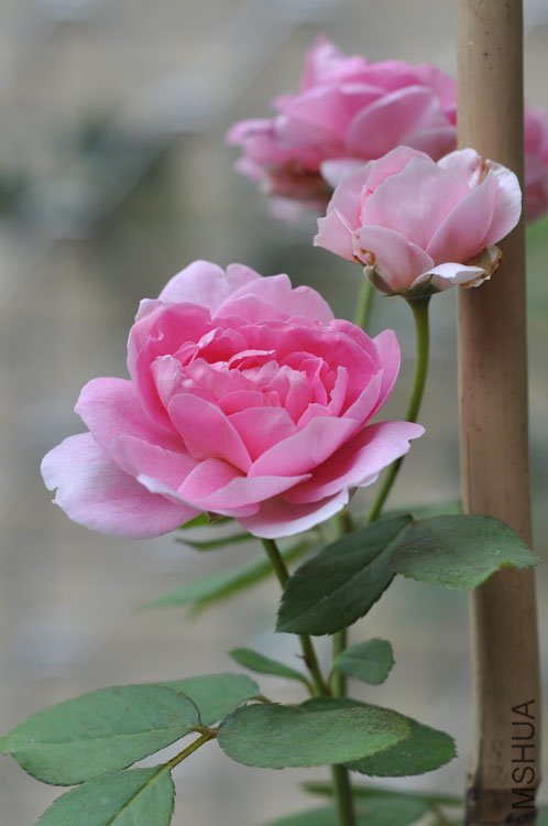 DSC_7040.JPG