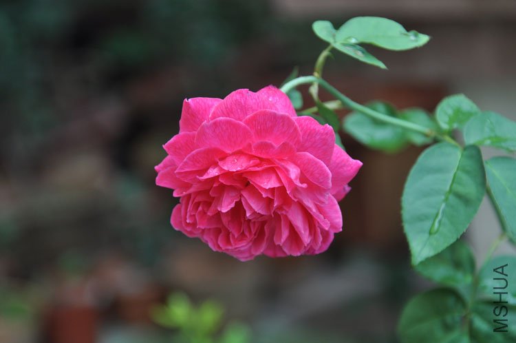 DSC_6749.JPG