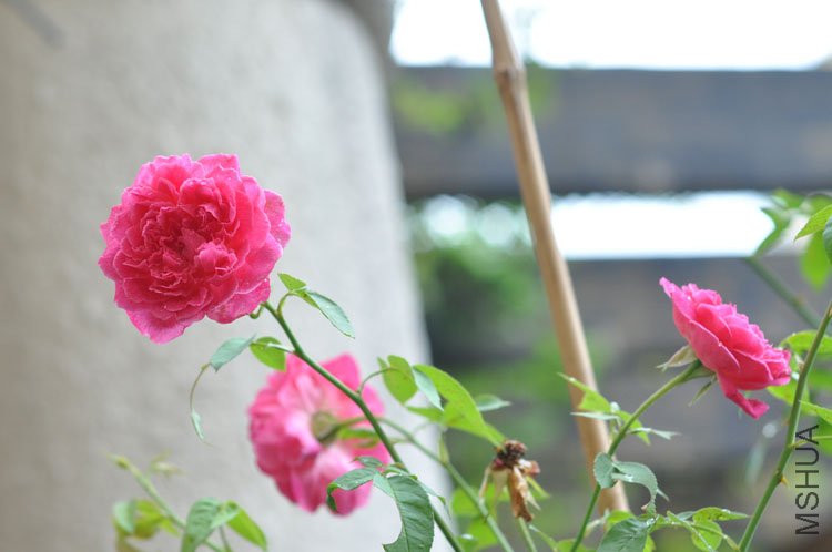 DSC_7149.JPG