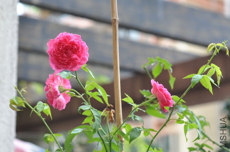 DSC_7153.JPG