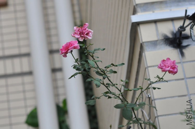 DSC_7193.JPG