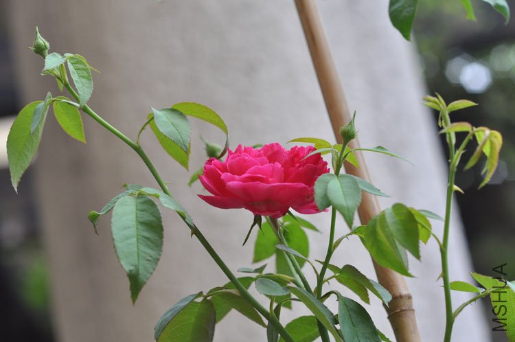 DSC_6982.JPG