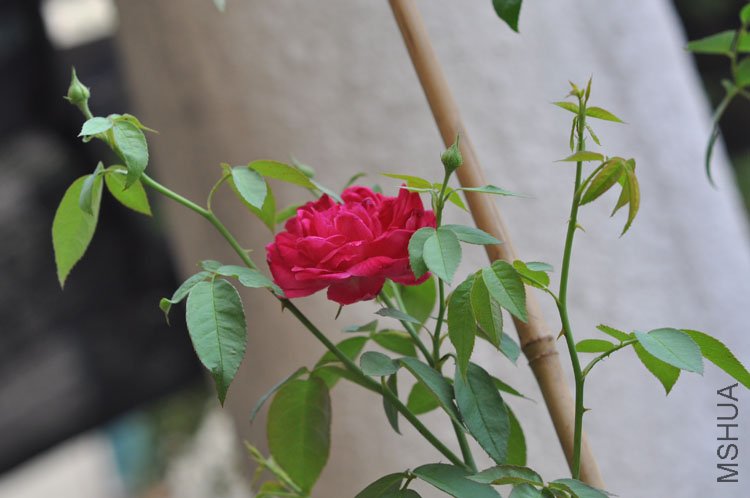 DSC_7000.JPG