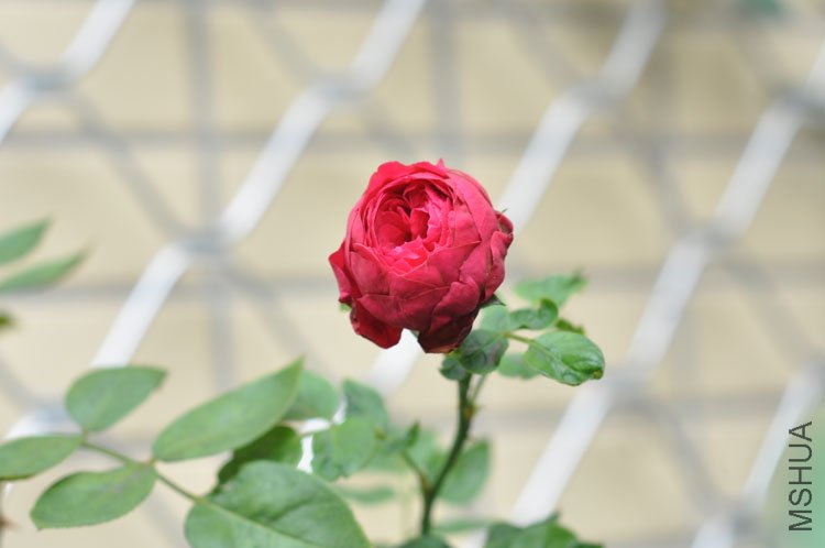 DSC_7197.JPG