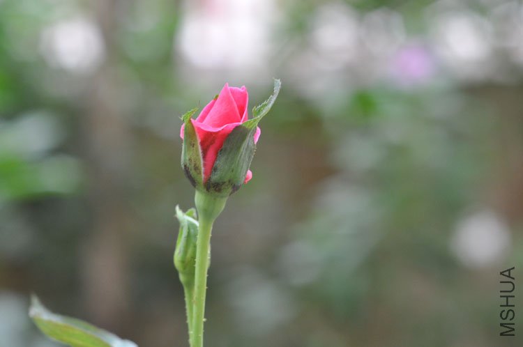DSC_7198.JPG