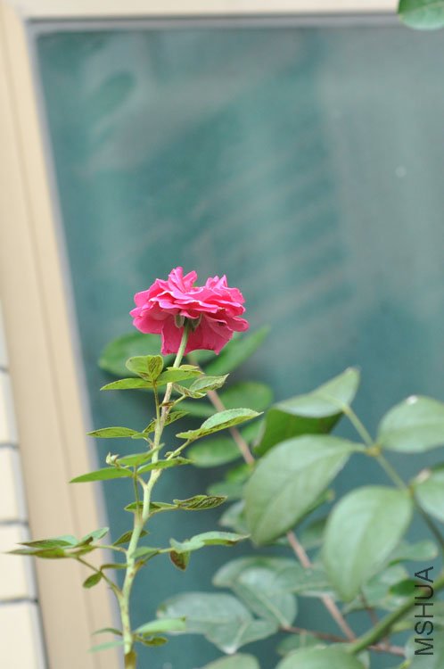 DSC_7206.JPG