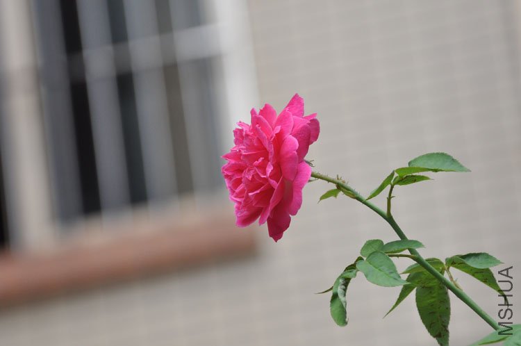 DSC_7218.JPG