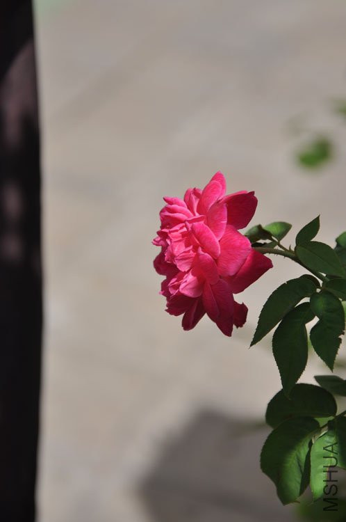DSC_7365.JPG