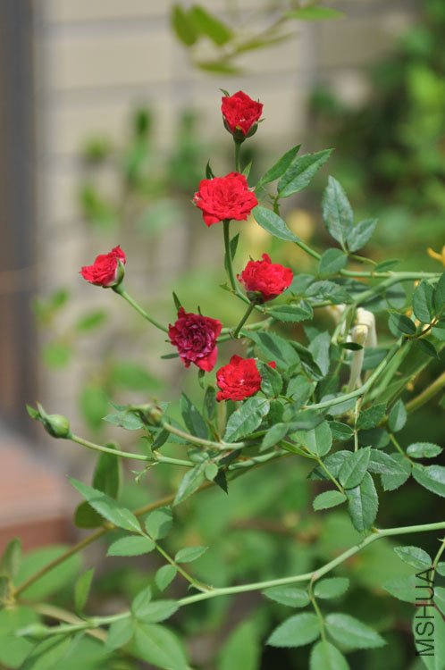 DSC_7260.JPG