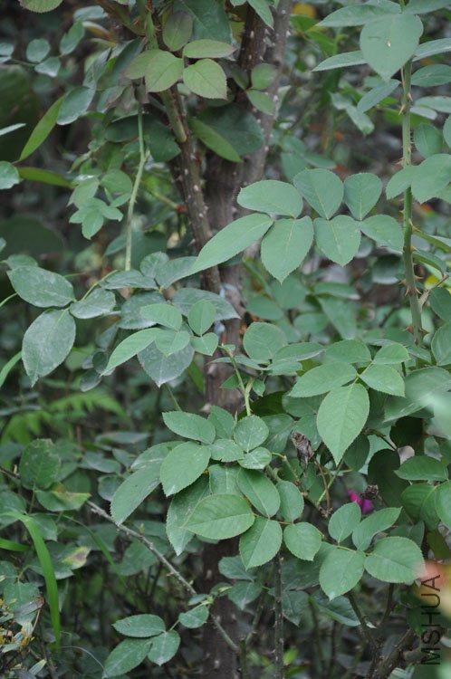 DSC_2645.JPG