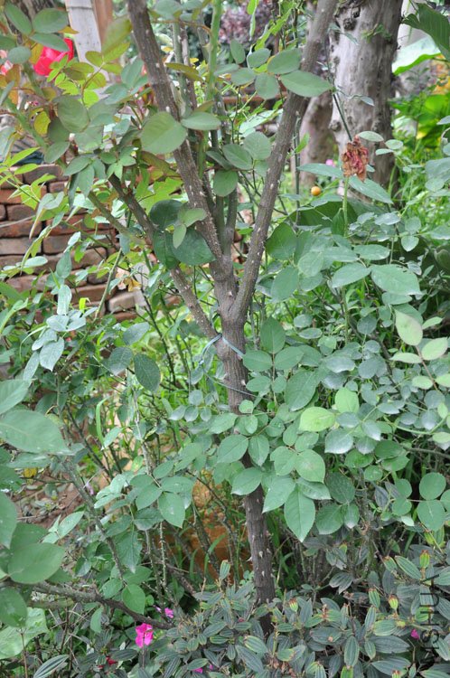 DSC_2648.JPG