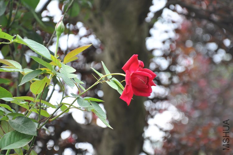 DSC_2649.JPG