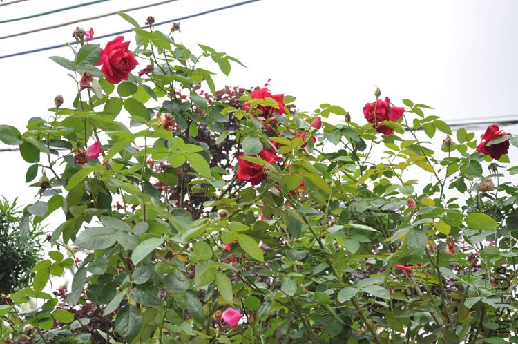 DSC_2652.JPG
